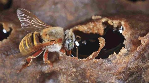 Queen Bees, Bir Kara Komediden Çok Daha Tatlı ve Gizemli Bir Yolculuk!